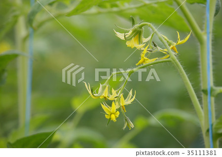 Tomato flower 35111381