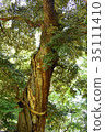 God of the Ashinomori 35111410