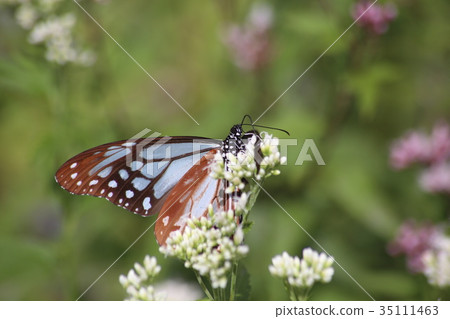 Asagi madara and Fuji Bakama 35111463
