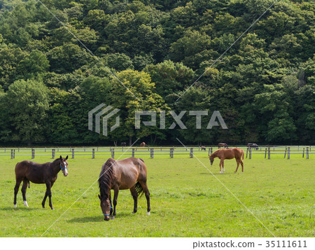 Hokkaido thoroughbred grazing landscape 35111611
