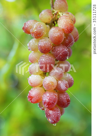 Orchard grapes (Kohji Road) 35111728
