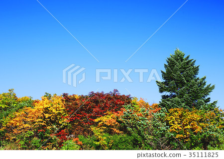 Autumn leaves Autumn leaves 35111825