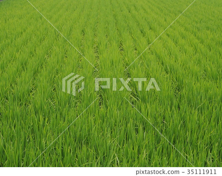 Green rice paddy Green rice paddy 35111911