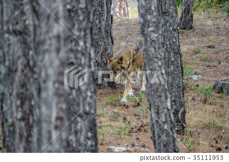 Canis Lupus Signatus between pine tree trunks n2 Canis Lupus Signatus between pine tree trunks n2 35111953