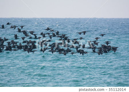 Flock of nori 35112014