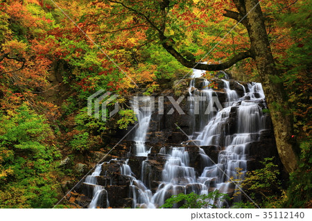 Autumn leaves of Tachimata Valley Nino Falls Autumn leaves of Tachimata Valley Nino Falls 35112140