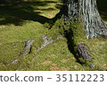 Pine and salmon 35112223