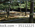 Pine shade 35112225