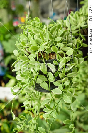 Green creeper plant Green creeper plant 35112273