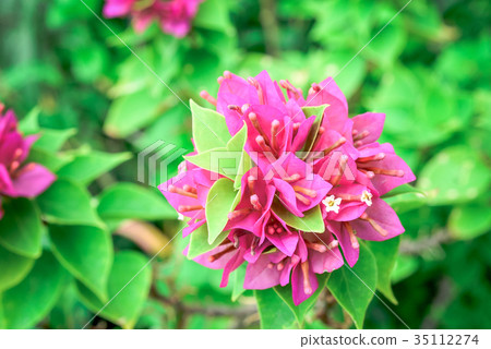 Pink bougainvillea flowering in spring 35112274