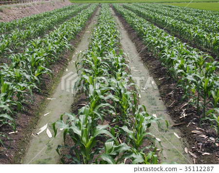 Green young cornfield  35112287