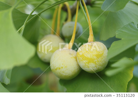 銀杏麵條 35113120