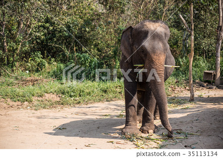 Asia Elephant in Thailand 35113134
