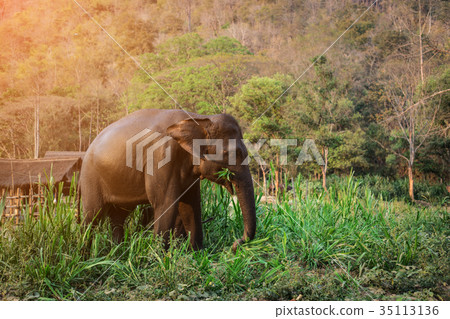 Asia Elephant in Thailand Asia Elephant in Thailand 35113136
