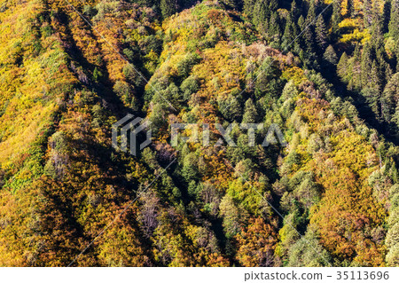 Autumn forest Autumn forest 35113696