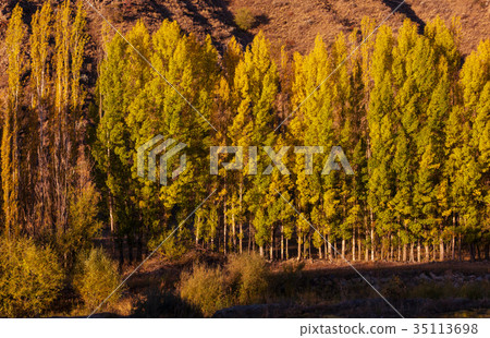 Autumn forest 35113698