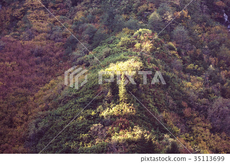 Autumn forest Autumn forest 35113699