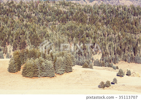 Forest Forest 35113707