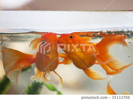 Golden fish 35113708