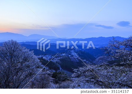 Nara Prefecture Yoshinoyama cherry blossoms at sunset Nara Prefecture Yoshinoyama cherry blossoms at sunset 35114157