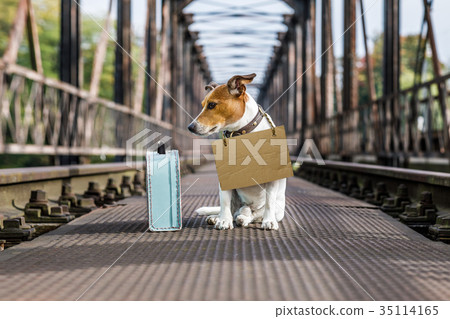 lost  and homeless abandoned dog 35114165