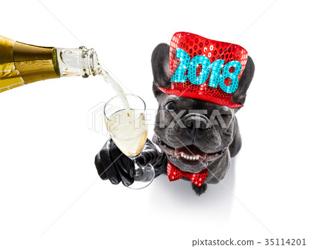 happy new year dog celberation 35114201