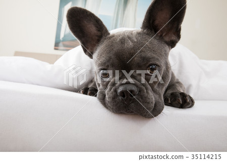 dog resting on bed at home dog resting on bed at home 35114215