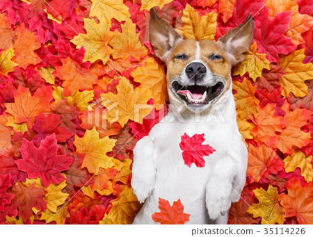 autmn fall leaves dog autmn fall leaves dog 35114226