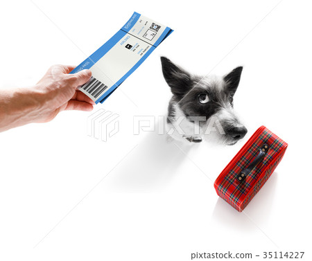 dog on vacation  holidays and luggage bag 35114227
