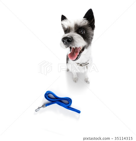 dog with leash waiting for a walk dog with leash waiting for a walk 35114315