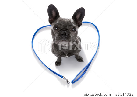 dog with leash waiting for a walk dog with leash waiting for a walk 35114322