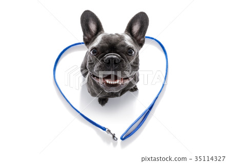 dog with leash waiting for a walk dog with leash waiting for a walk 35114327