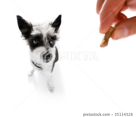 dog  treat with owner 35114328