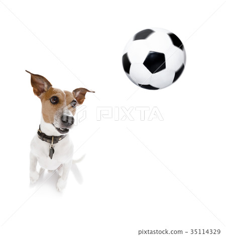 soccer poodle dog soccer poodle dog 35114329