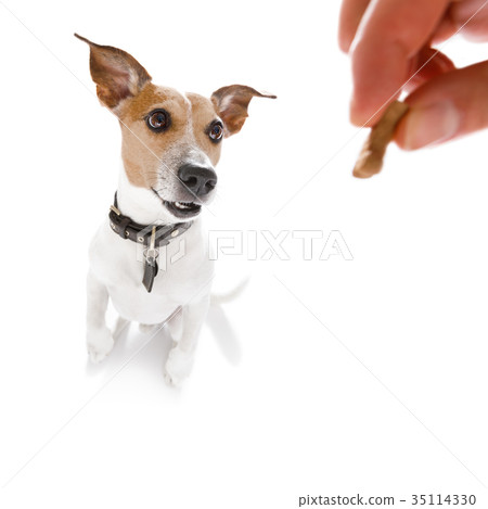 dog treat with owner dog treat with owner 35114330