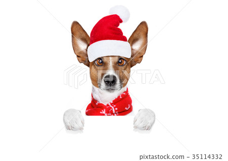 christmas santa claus dog christmas santa claus dog 35114332