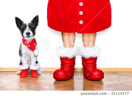 christmas santa claus dog christmas santa claus dog 35114377