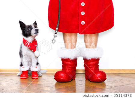 christmas santa claus dog christmas santa claus dog 35114378