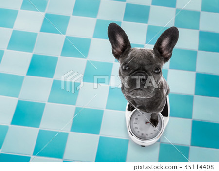 dog on scale , with overweight 35114408