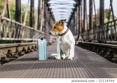 lost and homeless abandoned dog lost and homeless abandoned dog 35114544