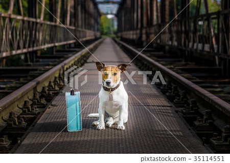 lost  and homeless abandoned dog 35114551