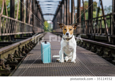 lost  and homeless abandoned dog 35114552