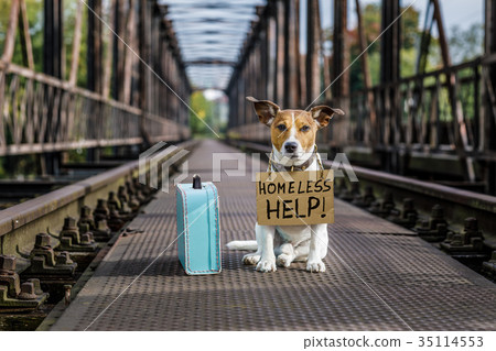 lost  and homeless abandoned dog 35114553