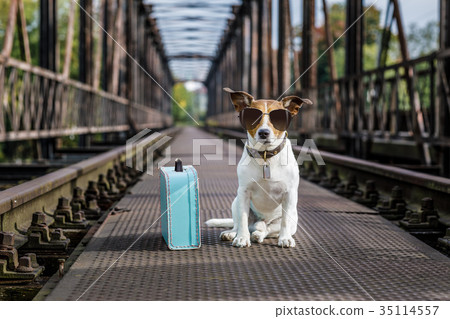 lost and homeless abandoned dog lost and homeless abandoned dog 35114557