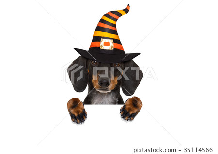halloween  ghost  dog trick or treat 35114566
