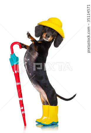 sausage dachshund umbrella rain dog sausage dachshund umbrella rain dog 35114571