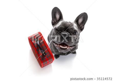 dog on vacation with luggage dog on vacation with luggage 35114572