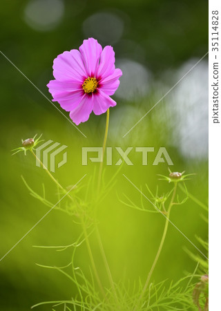 Maiden Flower 35114828