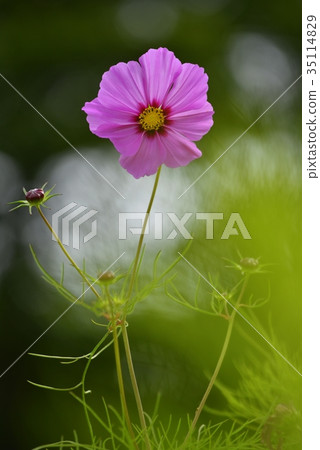 Maiden Flower Maiden Flower 35114829