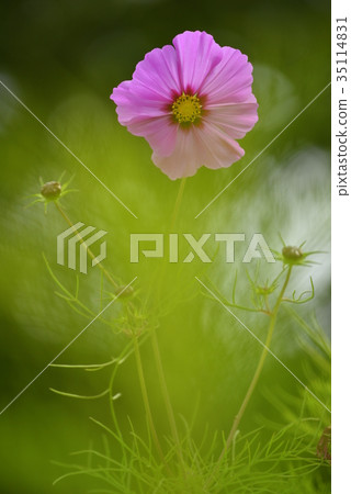 Maiden Flower 35114831